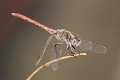 J17_1610 Sympetrum sinaiticum male